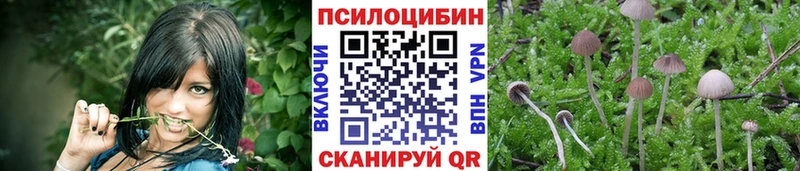 продажа наркотиков  Пучеж  Галлюциногенные грибы Magic Shrooms 